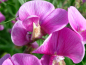 Preview: Rosa Duftwicke - Lathyrus odoratus 'Rose'