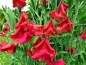Mobile Preview: Duftwicke 'Deep Red' - Lathyrus odoratus