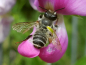 Preview: Garten Staudenwicke - Lathyrus latifolius