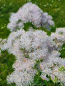 Preview: Akeleiblättrige Wiesenraute - Thalictrum aquilegiifolium
