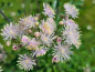 Preview: Akeleiblättrige Wiesenraute - Thalictrum aquilegiifolium