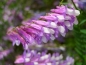 Preview: Zottige Futterwicke (Vicia villosa)