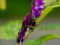 Preview: Zottige Futterwicke (Vicia villosa)