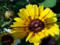 Preview: Wucherblume Bunt - Chrysanthemum carinatum colorful