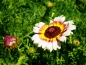 Preview: Wucherblume Bunt - Chrysanthemum carinatum colorful