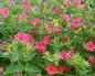 Mobile Preview: Rote Wunderblume - Mirabilis jalapa Red