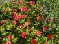 Mobile Preview: Rote Wunderblume - Mirabilis jalapa Red