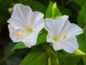 Preview: Weisse Wunderblume - Mirabilis jalapa white