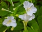 Preview: Weisse Wunderblume - Mirabilis jalapa white