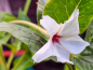 Preview: Wilde Wunderblume - Mirabilis longiflora