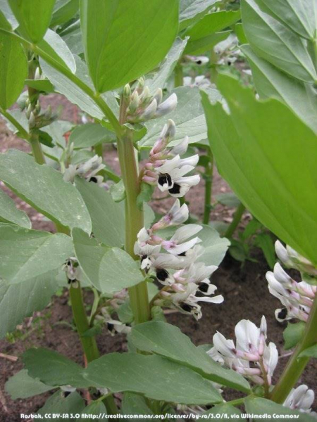 Saatgut Ackerbohne - Vicia faba ssp. minor