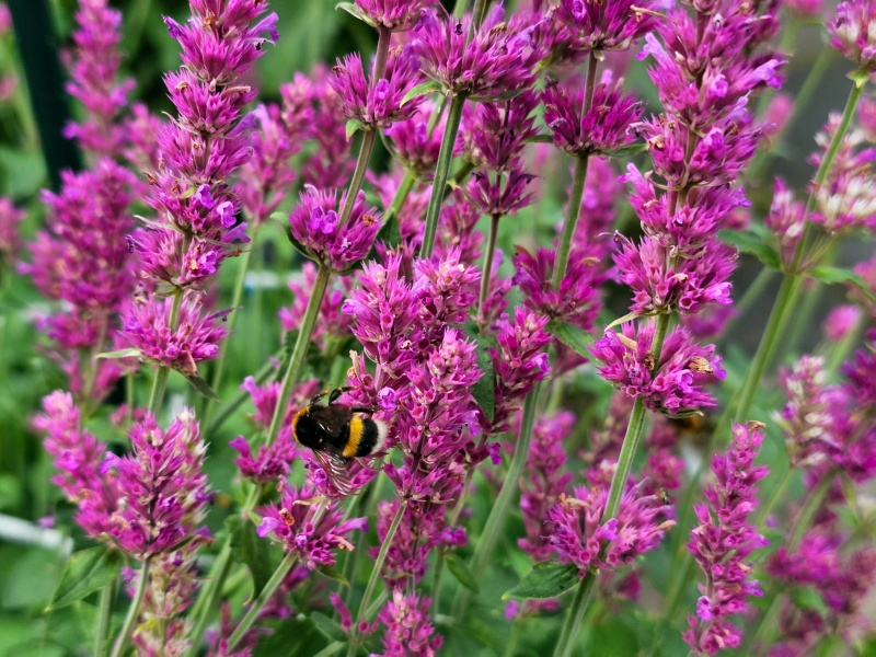 Duftnessel - Agastache species 'Arcado Pink'