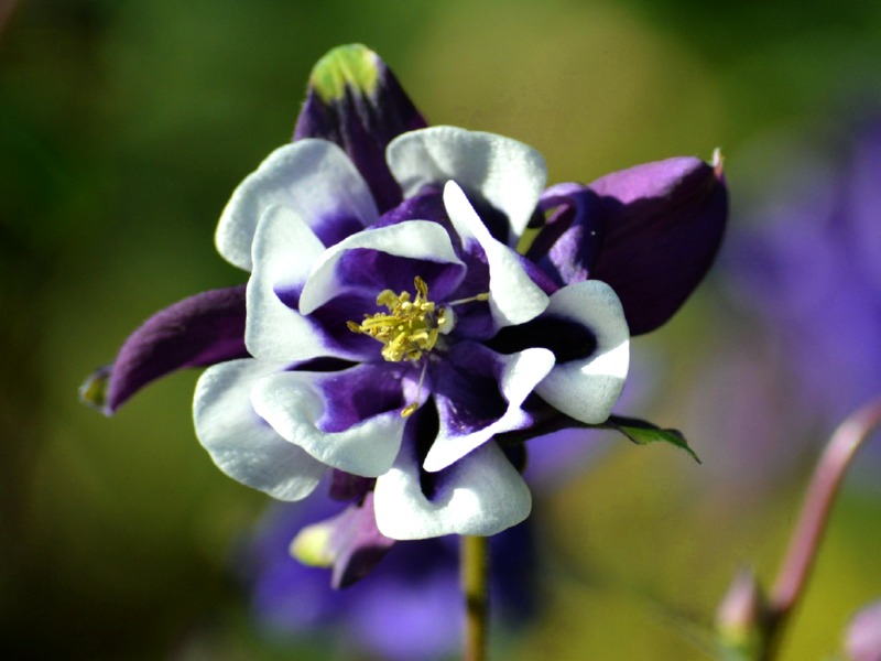 Akelei Black - Aquilegia Black White