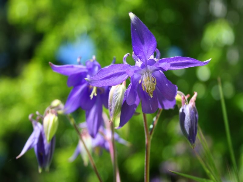 Akelei MIX - Aquilegia