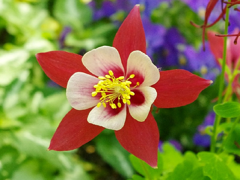 Rot-Weiße Akelei - Aquilegia caerulea - 'Rotstern'