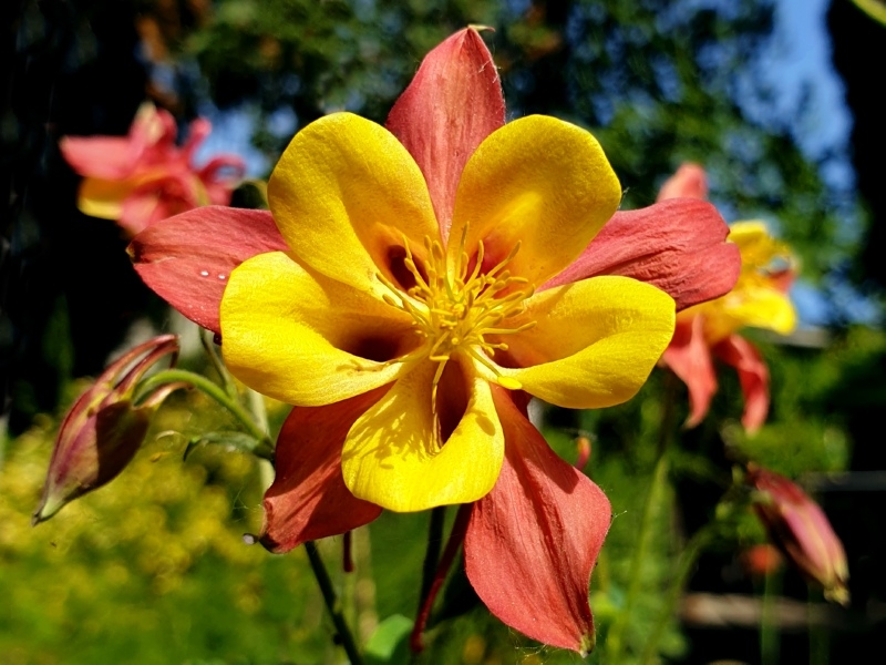Gelbe Akelei - Aquilegia chrysantha 'Yellow Queen'