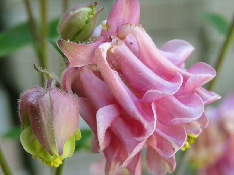 Akelei - 'WINKY Double Rose & White' - Aquilegia vulgaris