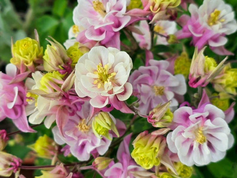 Akelei - 'WINKY Double Rose & White' - Aquilegia vulgaris