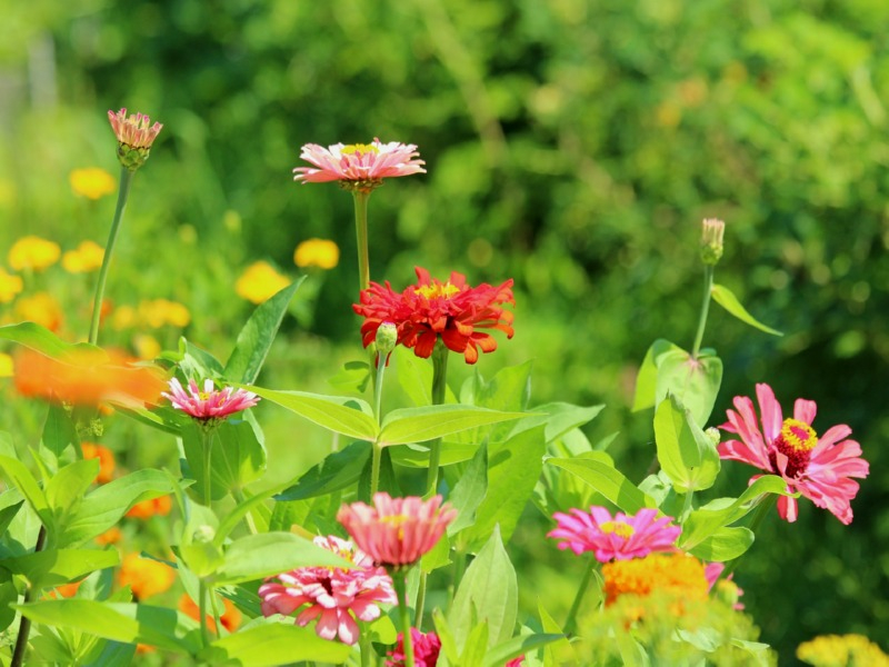 Balkon-Sommerblumen Mix