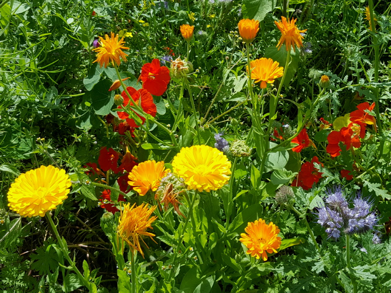 Balkon-Sommerblumen Mix