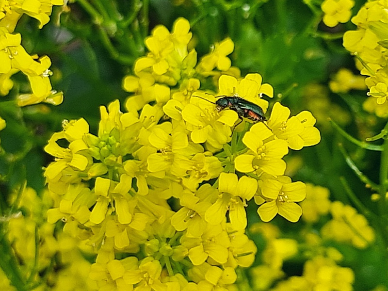 Echtes Barbarakraut-Winterkresse - Barbarea vulgaris