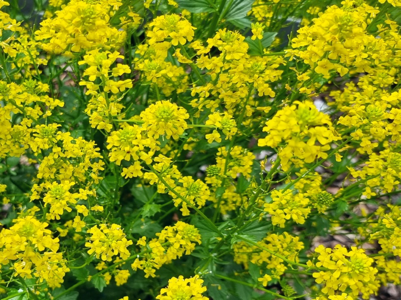 Echtes Barbarakraut-Winterkresse - Barbarea vulgaris