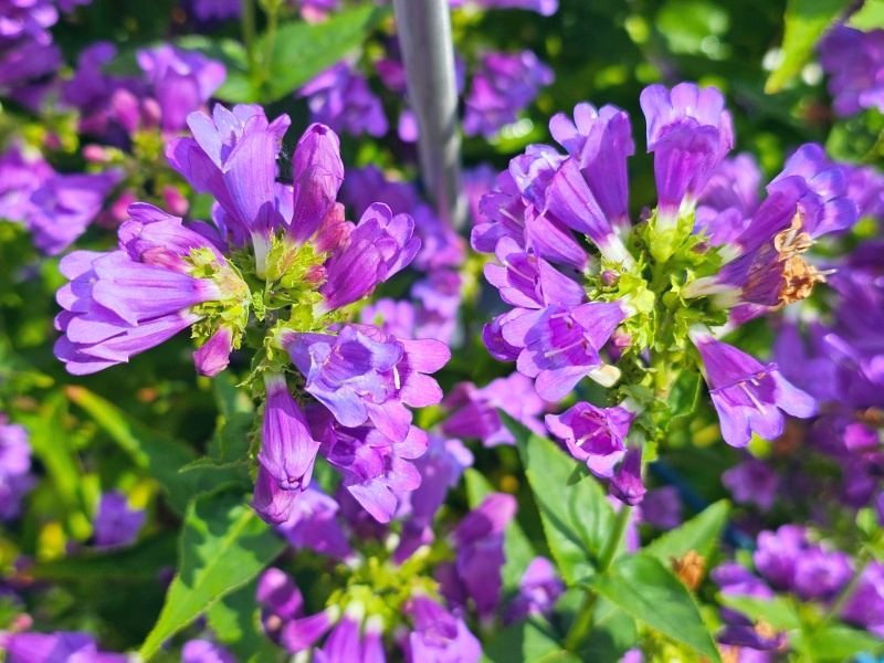 Saatgut Gesägter Bartfaden - Penstemon serrulatus