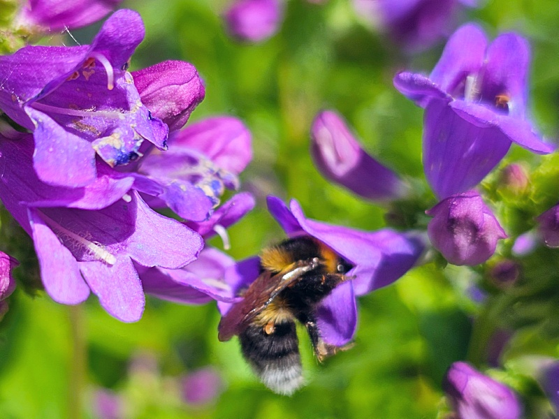 Saatgut Gesägter Bartfaden - Penstemon serrulatus