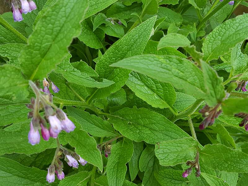 Beinwell - Symphytum officinale