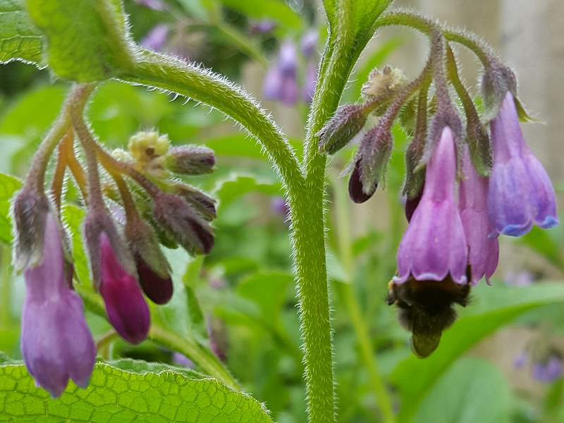 Beinwell - Symphytum officinale