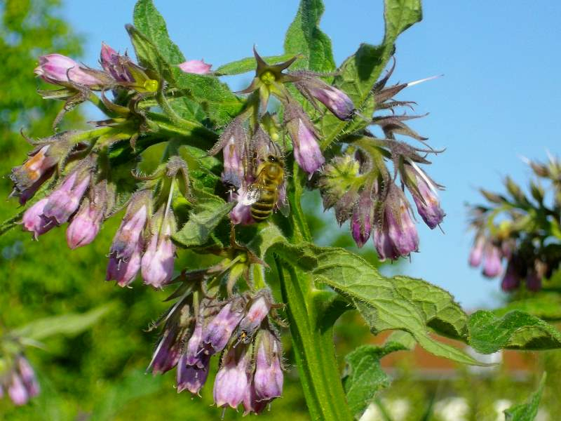 Beinwell - Symphytum officinale