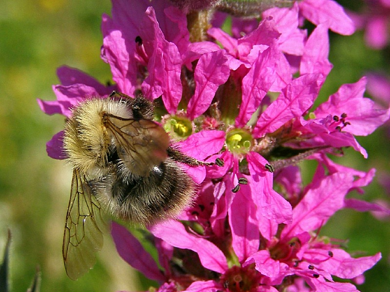 Blutweiderich - Lythrum salicaria