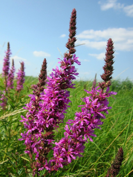 Blutweiderich - Lythrum salicaria