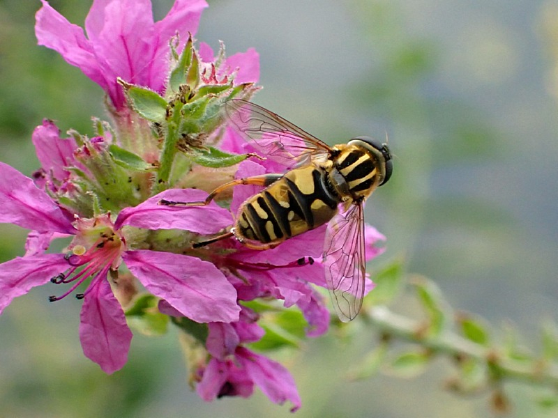 Blutweiderich - Lythrum salicaria