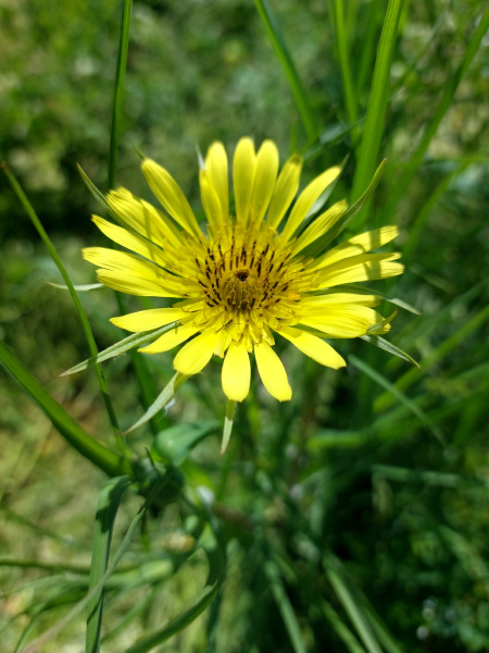 Großer Bocksbart - Tragopogon dubius