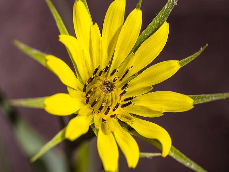Großer Bocksbart - Tragopogon dubius