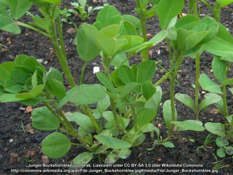 Saatgut Bockshornklee - Trigonella foenum graecum