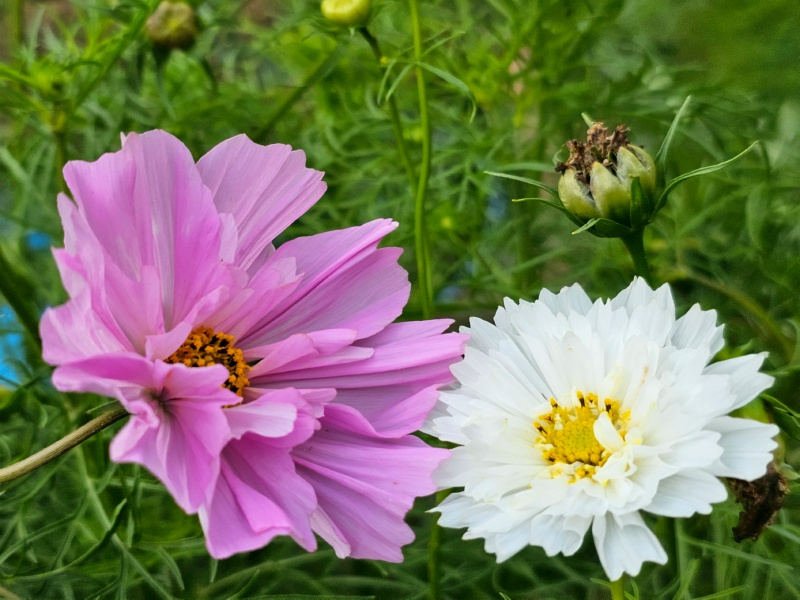 Schmuckkörbchen "Double Click Rose Bonbon" - Cosmos