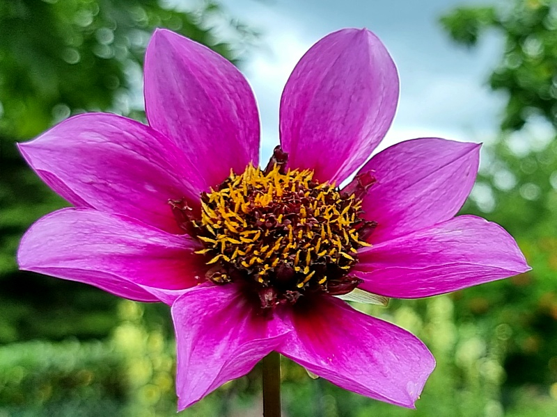 Anemonenblütige Dahlie Blue Bayou