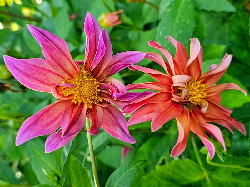 Niedrige Kaktus-Dahlie - Dahlia variabilis