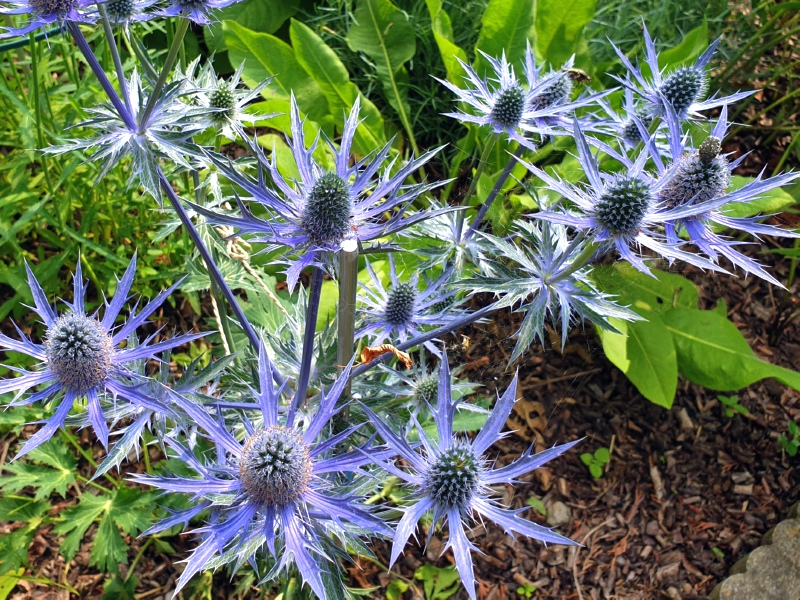 Edeldistel - Eryngium x zabelii 'Big Blue'
