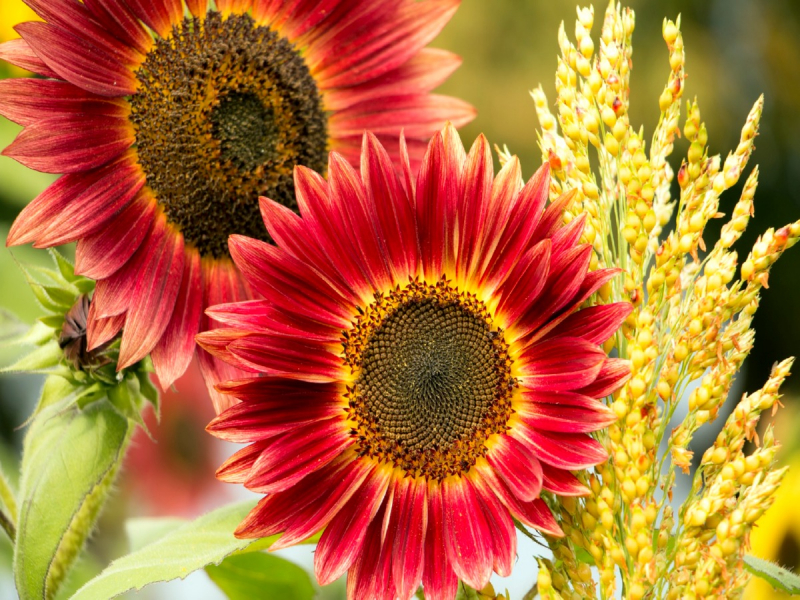 Saatgut Sonnenblume Helianthus annuus - 'Abendsonne'