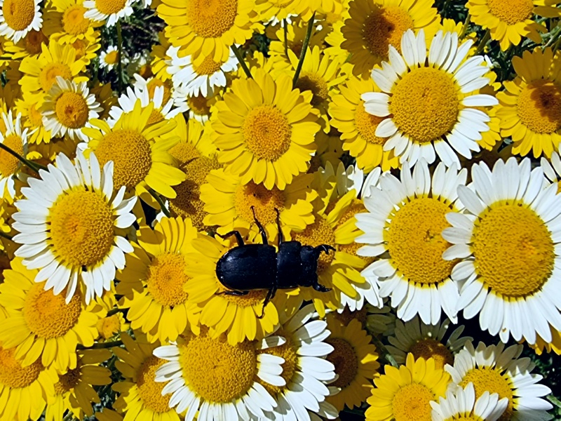 Färberkamille - Anthemis tinctoria MIX