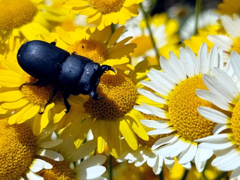 Färberkamille - Anthemis tinctoria MIX