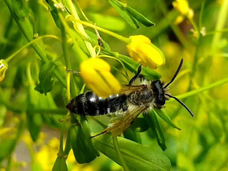 Isatis tinctoria