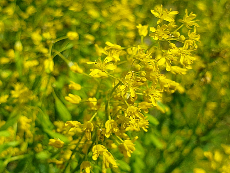 Isatis tinctoria