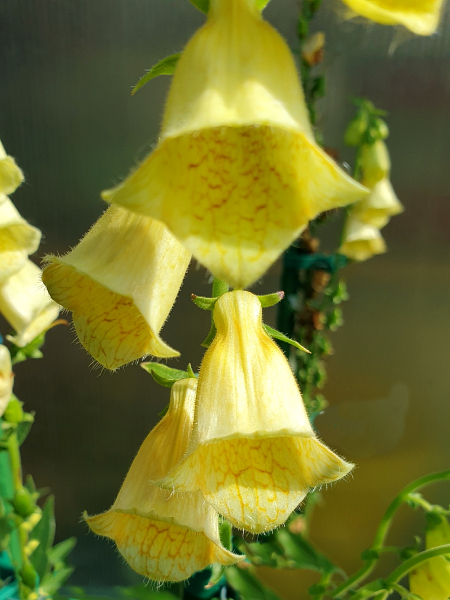 Großblütiger Gelber Fingerhut - Digitalis grandiflora.