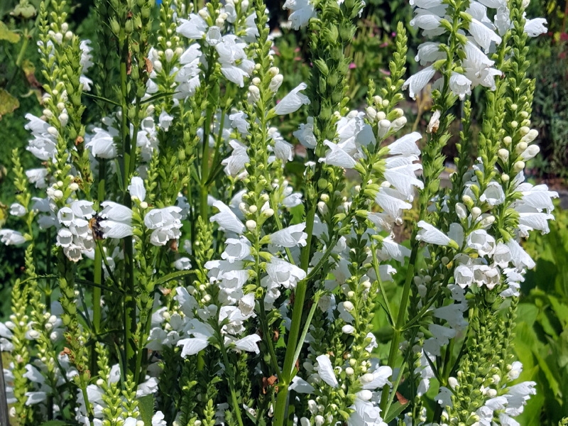 Weiße Virginische Gelenkblume - Physostegia virginiana 'Alba'