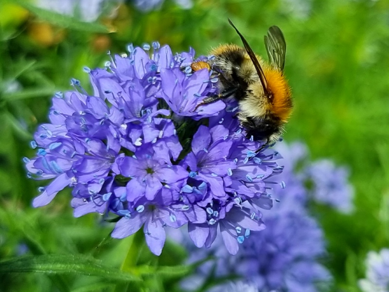 Kopfige Gilie - Gilia capitata