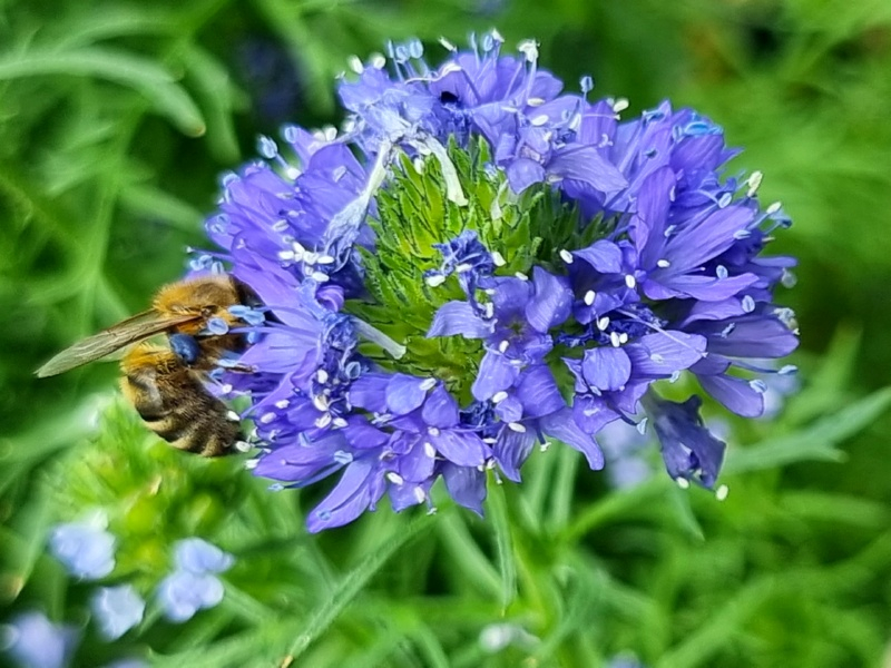 Kopfige Gilie - Gilia capitata